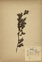 藏品(小葉赤楠)的圖片